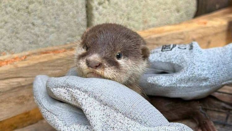 Otter-able sighting sa Palawan