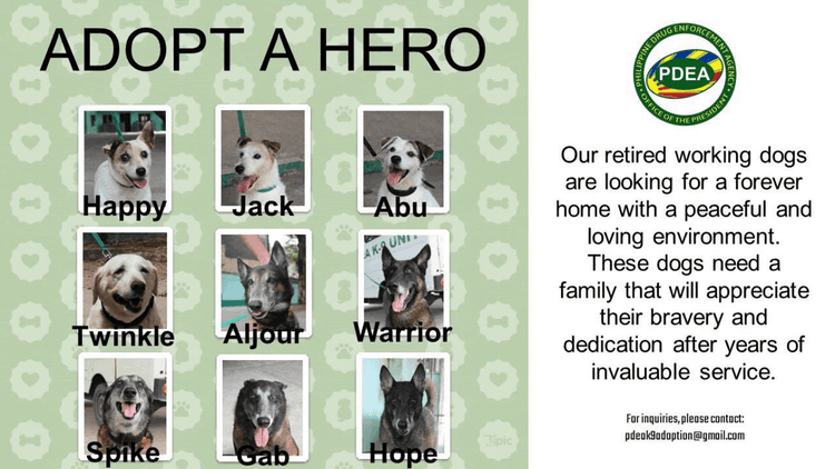 PDEA seeks adopters for retired drug-sniffing dogs
