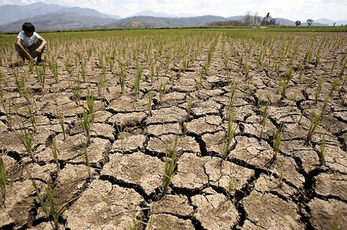 DA: Pagkalugi sa agrikultura dahil sa Super El Niño, posibleng umabot sa ₱20 bilyon