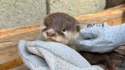 Otter-able sighting sa Palawan