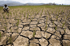 DA: Pagkalugi sa agrikultura dahil sa Super El Niño, posibleng umabot sa ₱20 bilyon
