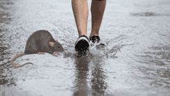 NKTI Limits Walk-In ER Admissions Amid Leptospirosis Cases