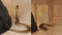 Philippine cobra, natagpuan sa paaralan sa Tayabas, Quezon