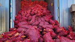 ₱1.76 bilyong multa,  ipinataw sa sibuyas cartel