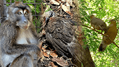 2 Philippine long-tailed macaques, 15 native birds rescued in Sorsogon