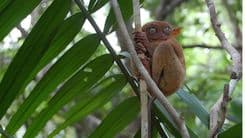 DENR, iniimbestigahan ang pagkamatay ng tarsier sa Samar