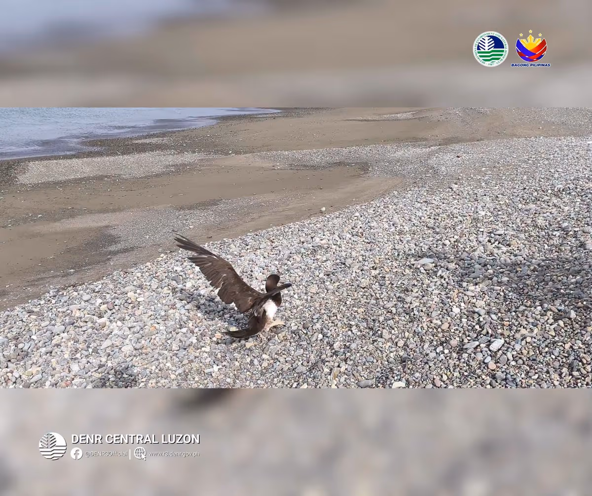 endangered-brown-booby-rescued-dilasag-aurora-denr!.jpg