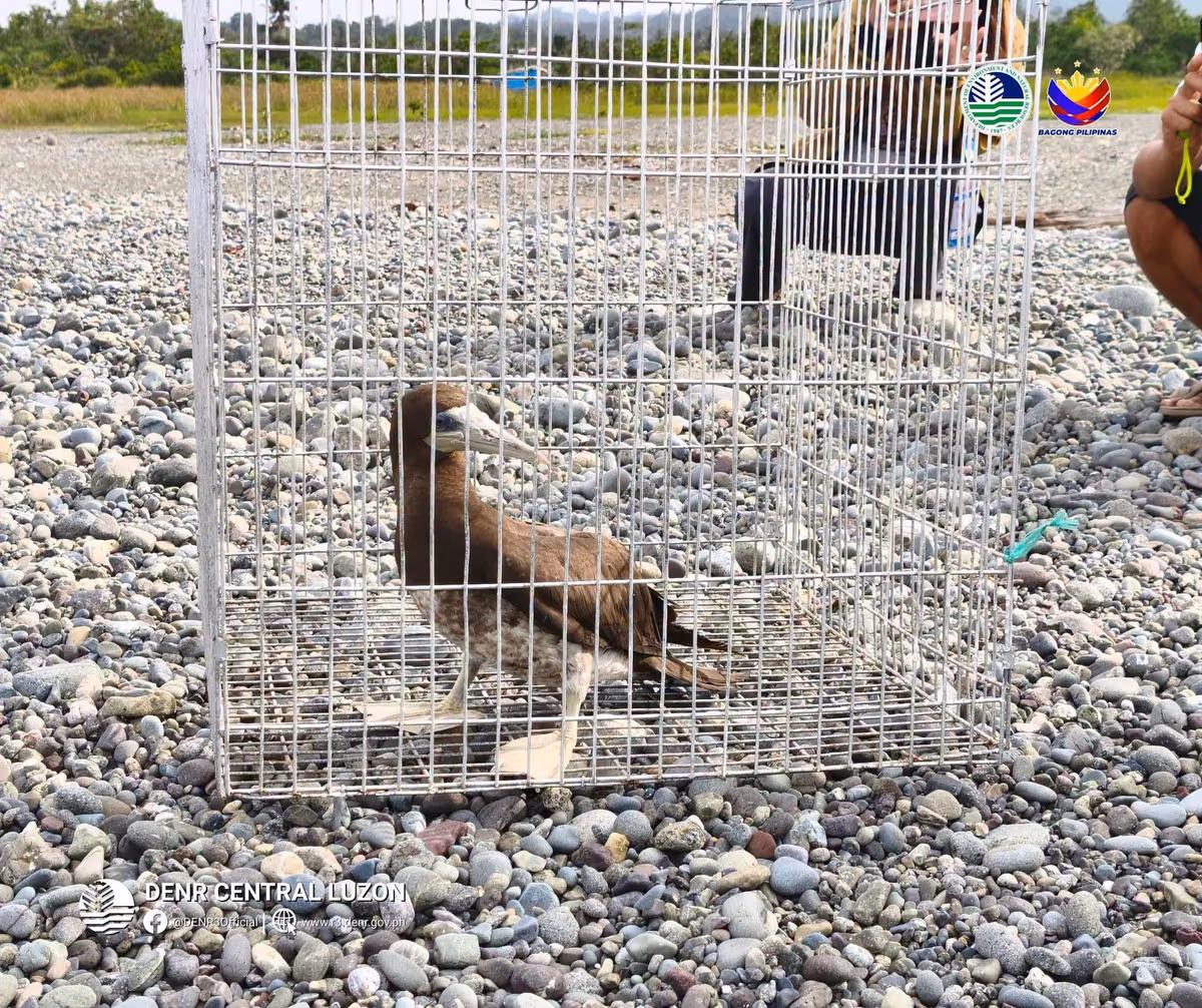 endangered-brown-booby-rescued-dilasag-aurora-denr...jpg