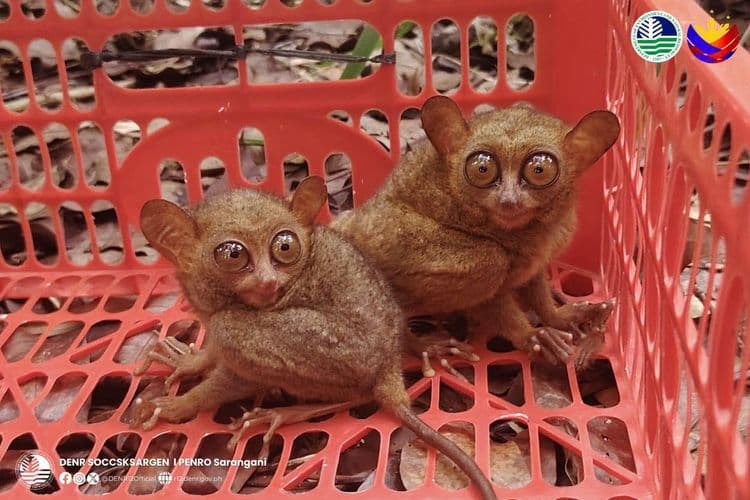 3 Philippine Tarsier na nasagip sa Alabel, Sarangani, ligtas nang naibalik sa kagubatan