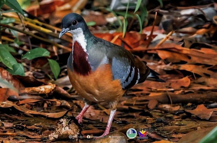 Dalawang Mindanao bleeding-heart, namatahan sa paanan ng Mt. Hamiguitan sa Davao Oriental
