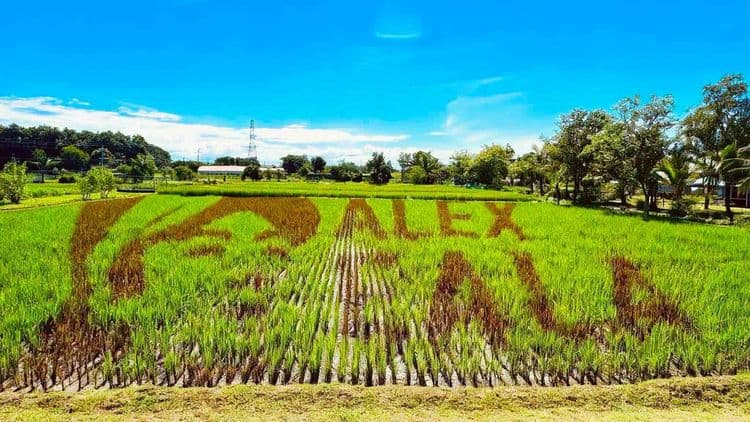 Alex Eala, pinarangalan ng PhilRice sa pamamagitan ng giant rice-paddy artwork