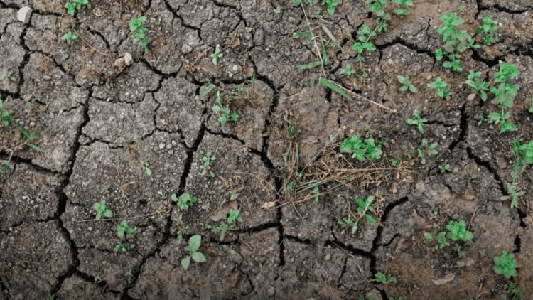 PAGASA: 81% tiyansa ng 'very strong' El Niño, posibleng maranasan mula Oktubre hanggang Disyembre