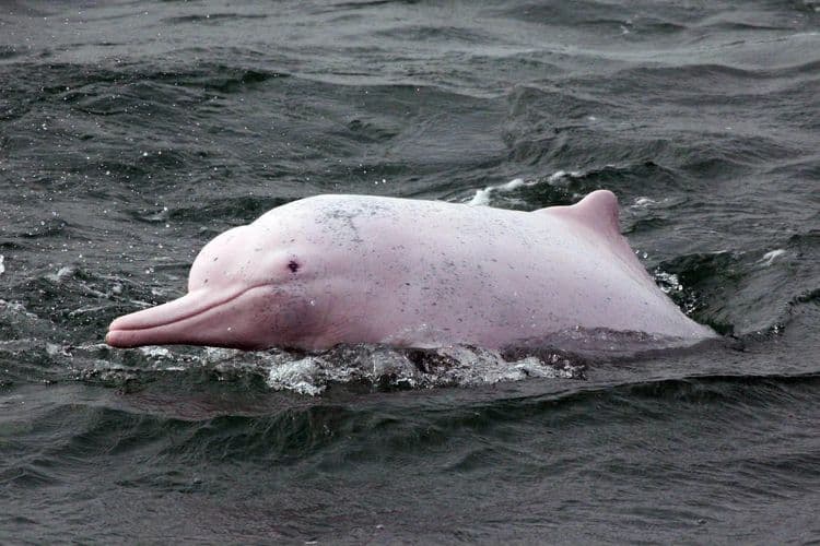 Populasyon ng pink dolphins sa Hong Kong, patuloy na bumababa