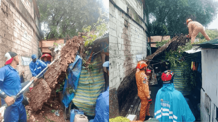 Bumagsak na punong Balite sa Malabon agad isinagawa ang clearing operations