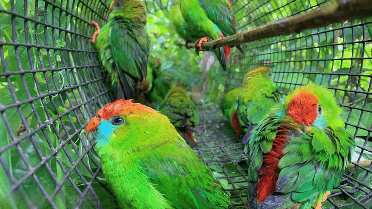 10 critically endangered kulasisi, nasagip at ibinalik sa wild