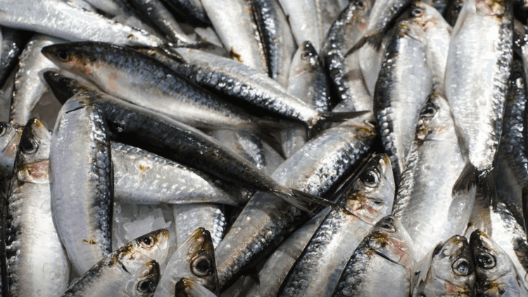 Department of Agriculture, ipinagpaliban ang planong pag-aangkat ng isda dahil sapat ang lokal na supply