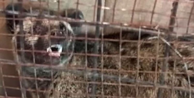 Dinala sa sentro ng pangangalaga ang ligaw na hayop na may sakit sa paningin matapos itong matagpuan sa isang establisyimento habang iniimbestigahan din ng kagawaran ang nag-aangking amo nitong walang dokumento