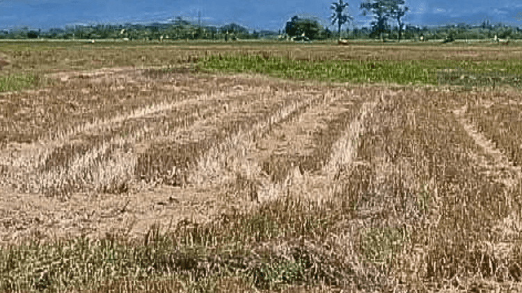 El Niño, posibleng tumindi bago matapos ang 2026 at magpatuloy hanggang 2027