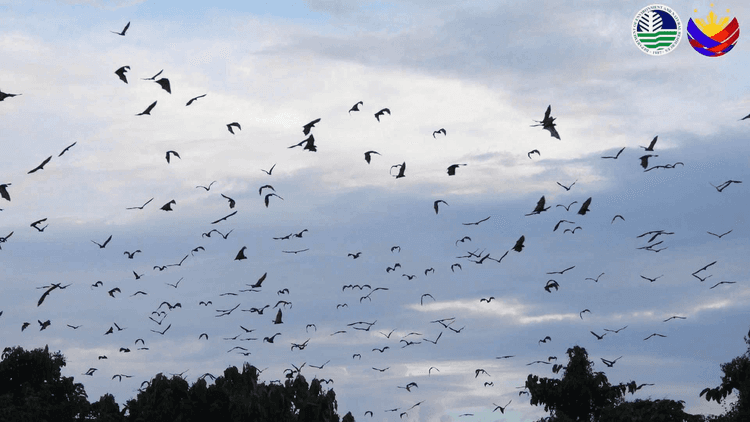 DENR nakakita ng malaking flying fox roosting site sa Sarangani