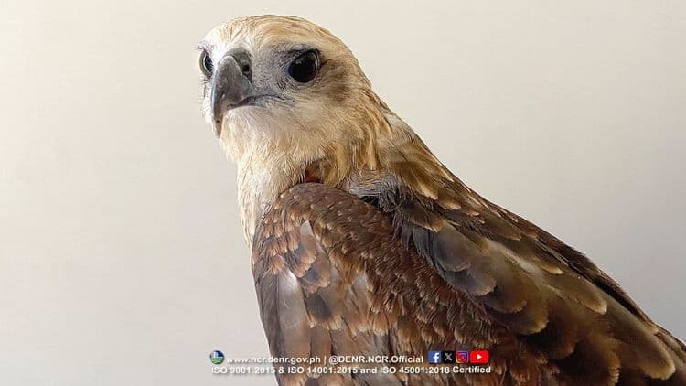 Juvenile Brahminy Kite, nasagip ng DENR matapos bumangga sa salaming bintana sa Caloocan City