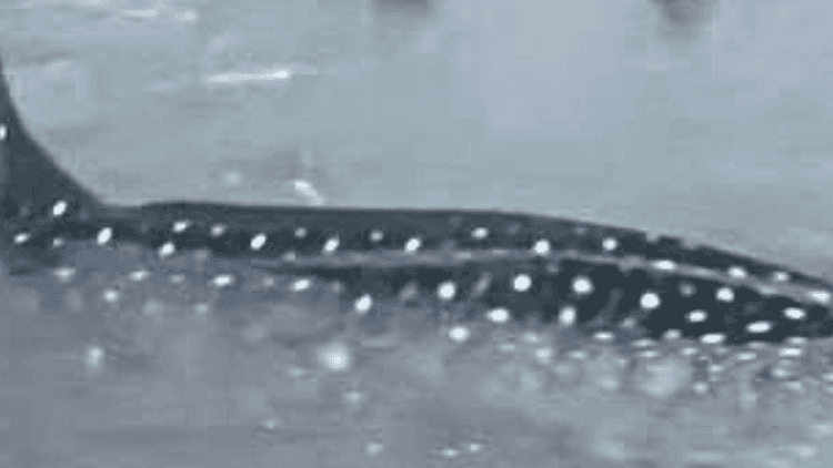 Juvenile whale shark, nasagip matapos ma-stranded at sumabit sa lambat sa San Fabian, Pangasinan