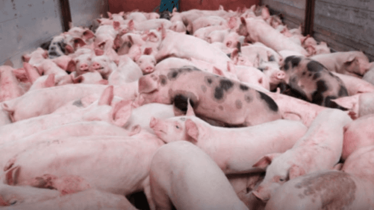 Lamitan City sa Basilan, nagpatupad ng lockdown dahil sa African swine fever