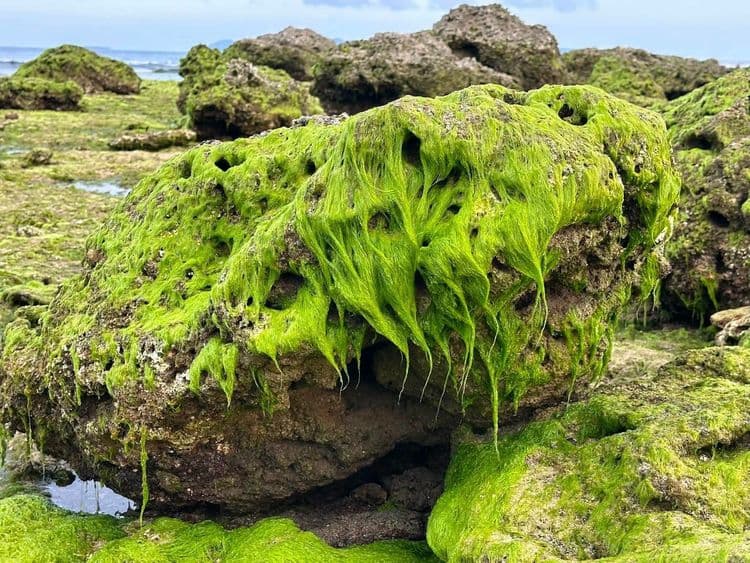 Mga coral at bato, lumitaw sa Davao Occidental!