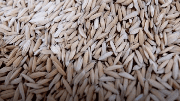 NFA buying price ng basang palay, itataas sa ₱21 kada kilo; rice import sa Iloilo, ipatitigil muna