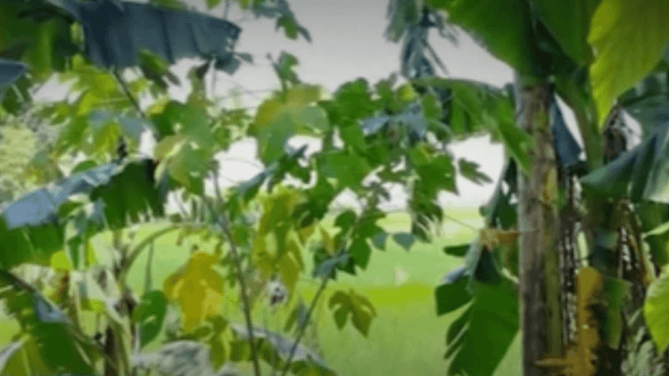 Magkapatid na edad 9 at 10, patay sa pagkalunod habang nangunguha ng kangkong sa Pangasinan