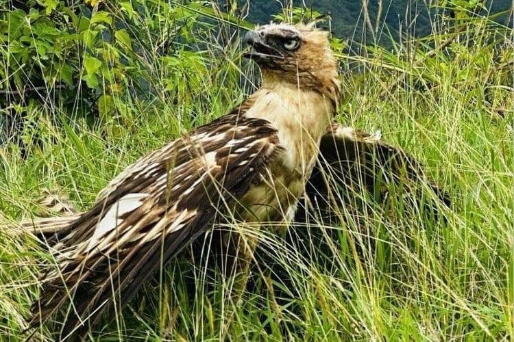 Nesting cycle ng South Philippine Hawk-Eagle sa Leyte, buong naidokumento sa unang pagkakataon