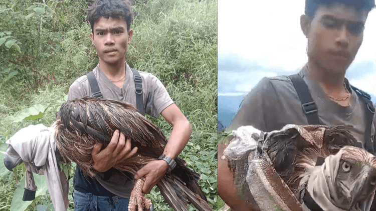 Philippine Eagle, nasagip matapos pinagkakaguluhan at atakehin ng mahigit 30 unggoy sa Bukidnon