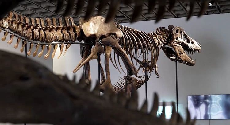Skeleton ng T-Rex na si ‘Gus,’ nabenta sa rekord na $50.1-M sa auction!