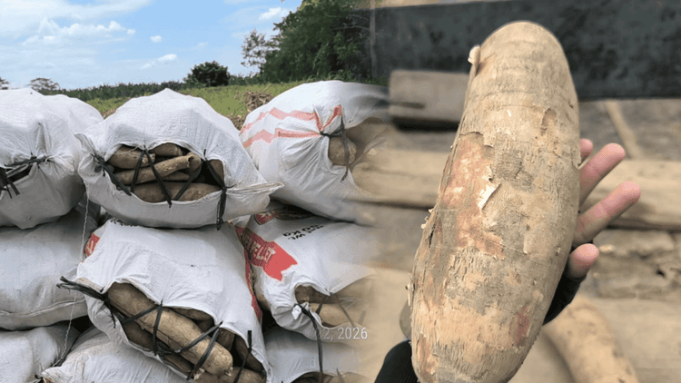 Babala sa Nakaw na Kamoteng Kahoy: Posibleng May Cyanide