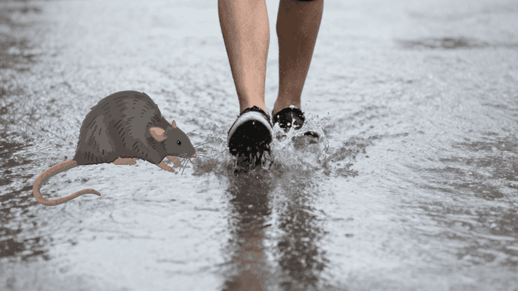 NKTI Limits Walk-In ER Admissions Amid Leptospirosis Cases