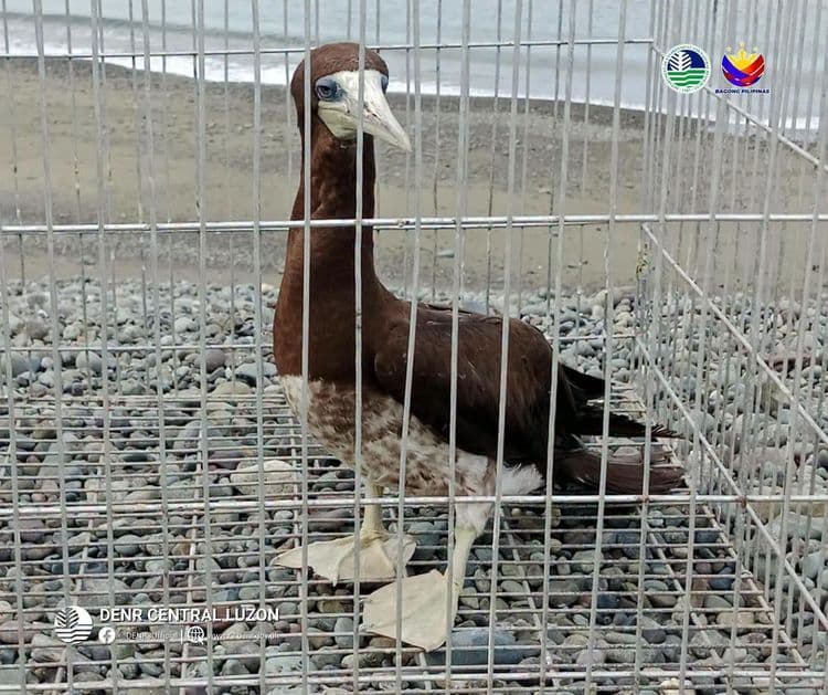 Endangered Brown Booby, nasagip sa baybayin ng Dilasag, Aurora at matagumpay na naibalik sa natural habitat