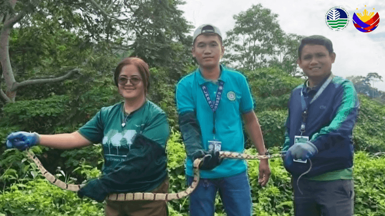204-centimeter dog-toothed cat snake, nasagip sa Cotabato