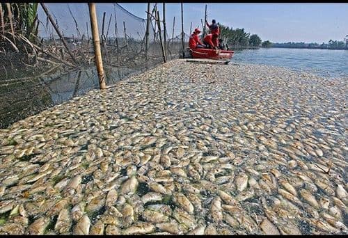 BFAR nagbabala ng fish kill dahil sa El Niño