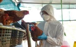 Australia's Queensland confirms H5N1 bird flu case, fourth state